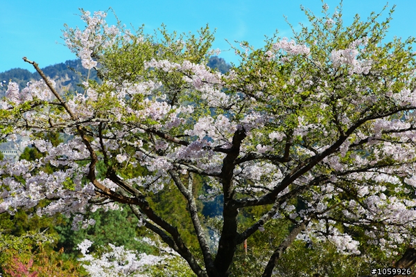 大家來賞櫻之阿里山櫻花季