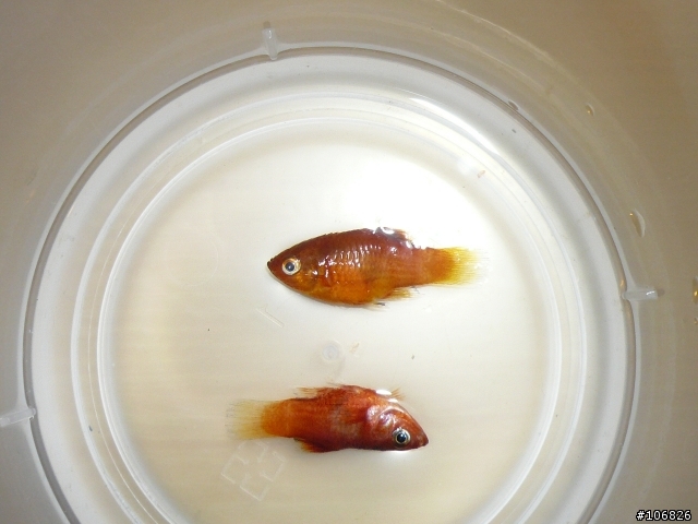[水族問題]  請問"紅球"這類魚的壽命?