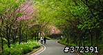 [Eric的單車日記] 紅櫻新綠 春山探秘 (天元宮滿開)