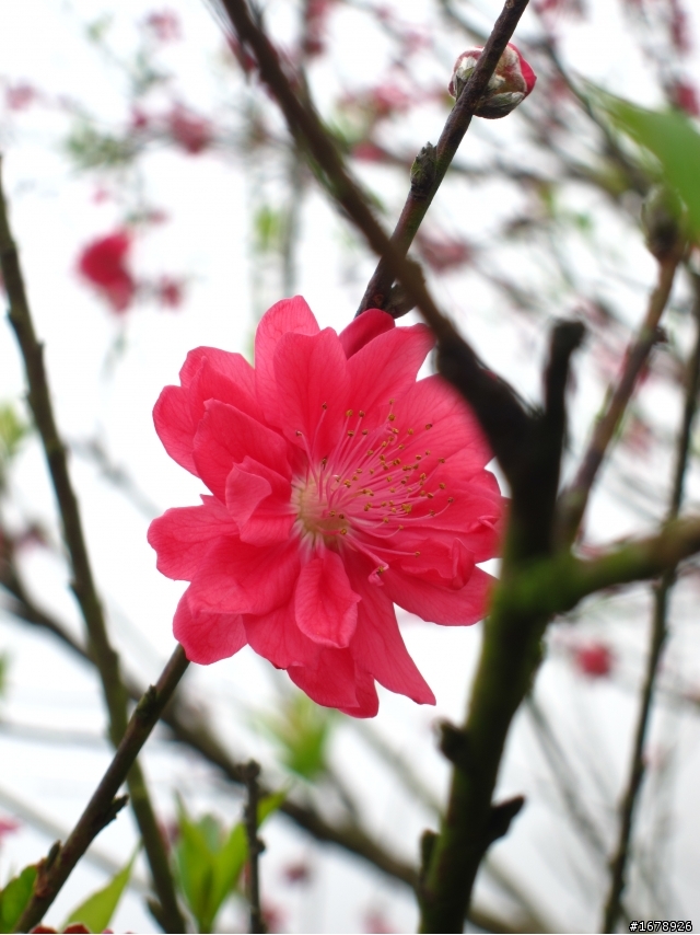 2月-屏東-瑪家鄉-桃花園(源)