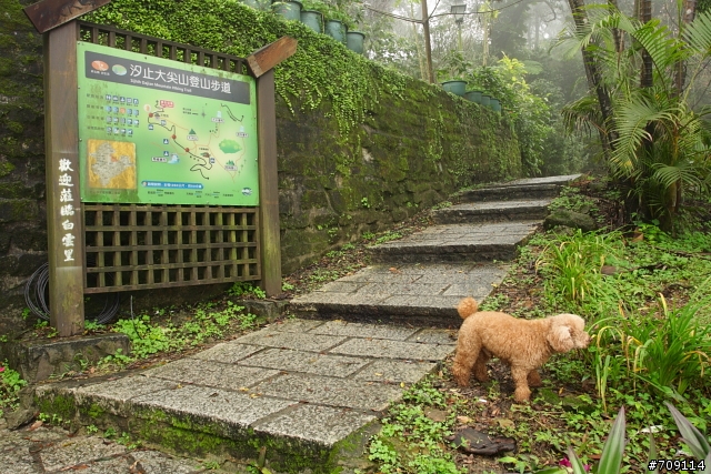 [ 郊山 ] 大尖山順走四分尾山之殘櫻行