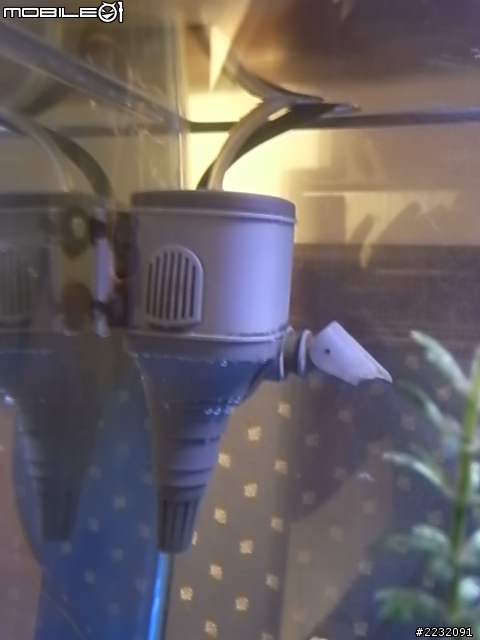 新手 飼養淡水魚