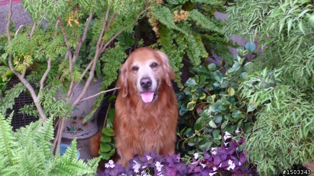 愛犬阿布RIP.阿勇你要帶好弟弟.不要再欺負他了