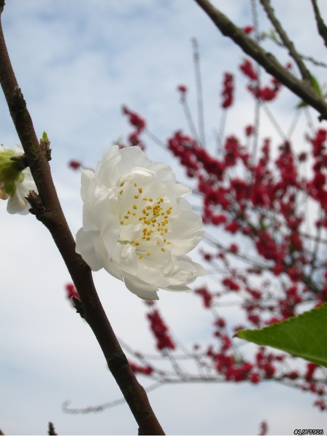 2月-屏東-瑪家鄉-桃花園(源)