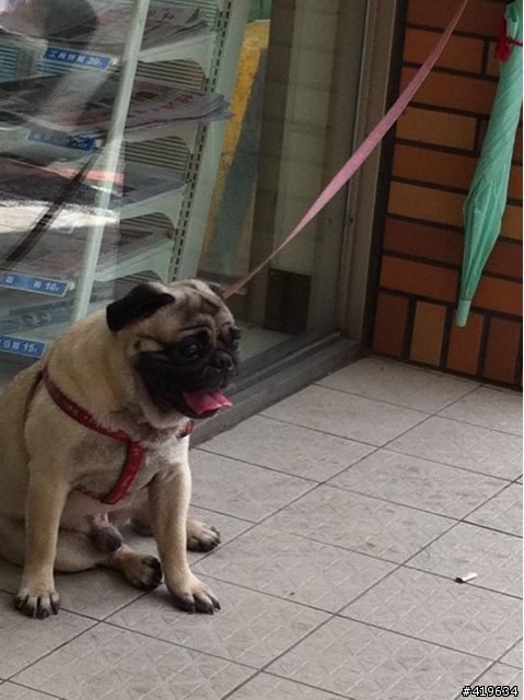 幫忙找愛犬巴哥（豬皮） 新竹市光華二街108巷