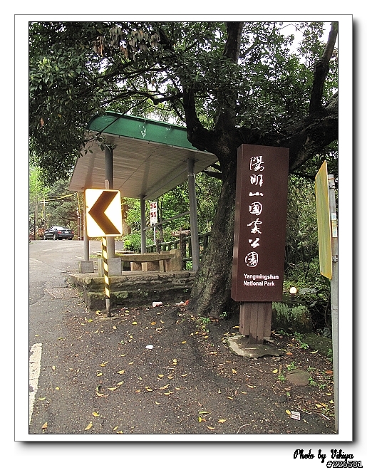 北投大屯里復興三路櫻花之旅...殘念