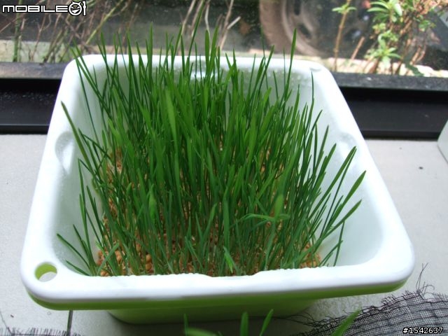(贈送) 貓草 大安區(靠安東市場) ~需要的朋友趕快來!!! 有圖