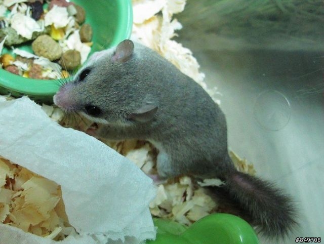 請問有人飼養『睡鼠』嗎？