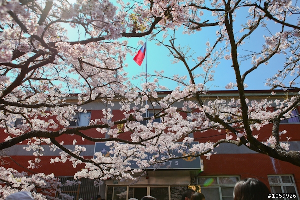 大家來賞櫻之阿里山櫻花季