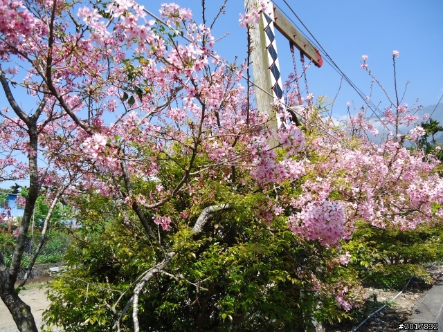 2012-3-5~3-6台21線部落之旅(麟趾山-望美山)馬奴多斯獵人古道