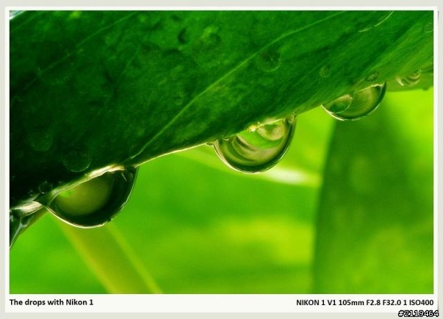 Nikon V1 微距攝影