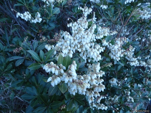 2012-3-5~3-6台21線部落之旅(麟趾山-望美山)馬奴多斯獵人古道