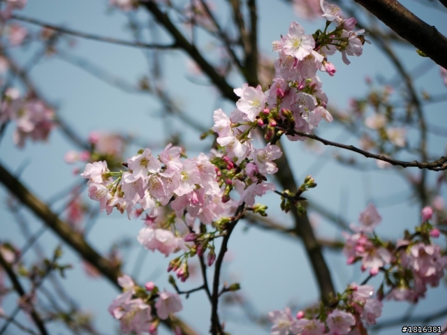 2012.03.15天元宮櫻花