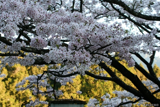 3月17~18~高雄→阿里山