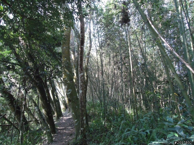 2012-3-5~3-6台21線部落之旅(麟趾山-望美山)馬奴多斯獵人古道