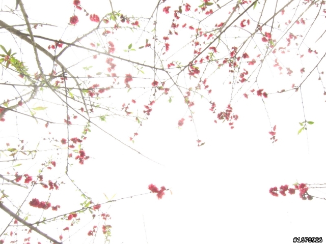 2月-屏東-瑪家鄉-桃花園(源)