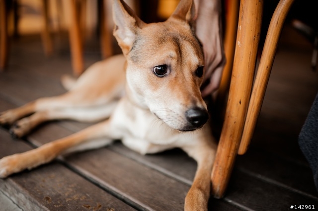 週日午後的溜狗 35mm f/1.4