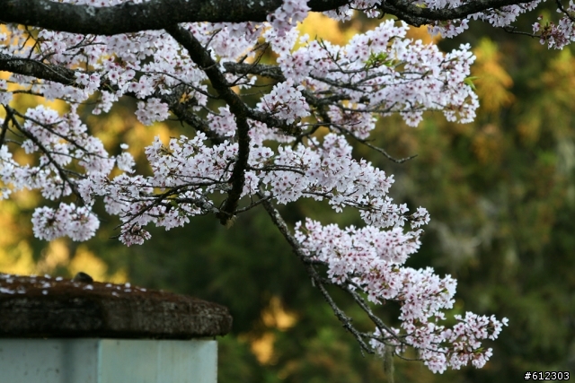 3月17~18~高雄→阿里山