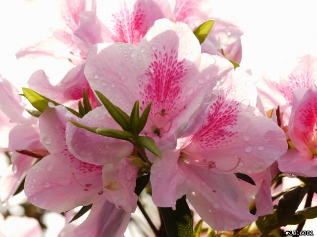 2012.03.15天元宮櫻花