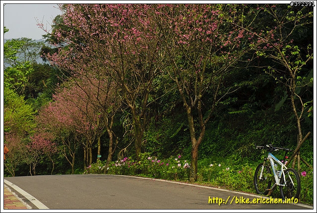 [Eric的單車日記] 紅櫻新綠 春山探秘 (天元宮滿開)