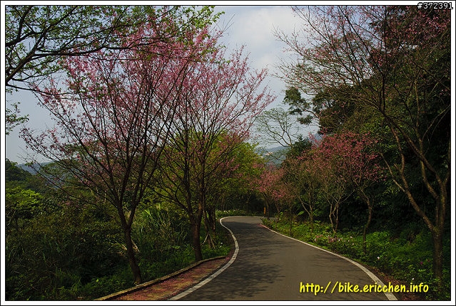 [Eric的單車日記] 紅櫻新綠 春山探秘 (天元宮滿開)