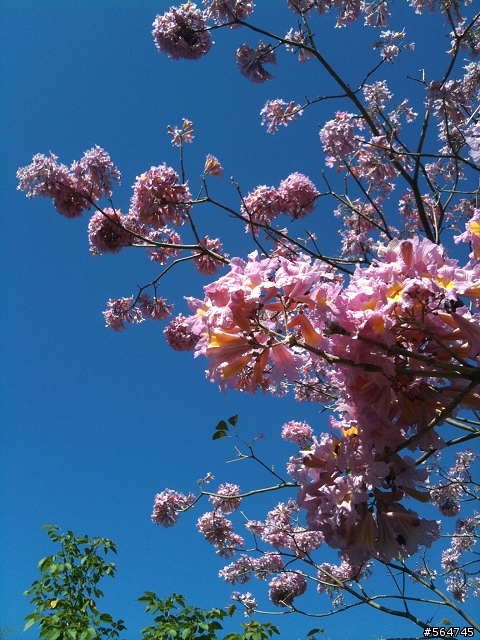 請問這是什麼花種...?