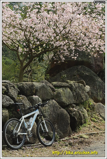 [Eric的單車日記] 紅櫻新綠 春山探秘 (天元宮滿開)
