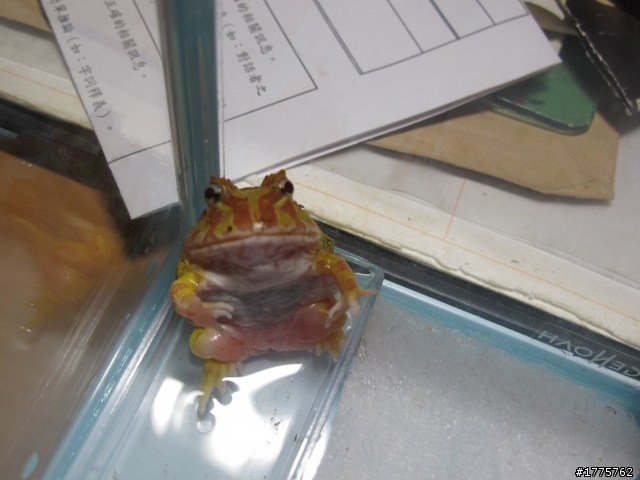 綠角蛙與黃金角蛙照片分享