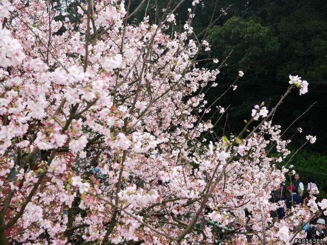 2012.03.15天元宮櫻花