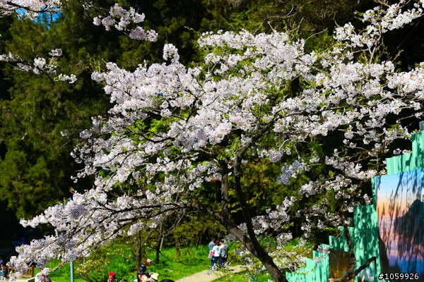 大家來賞櫻之阿里山櫻花季