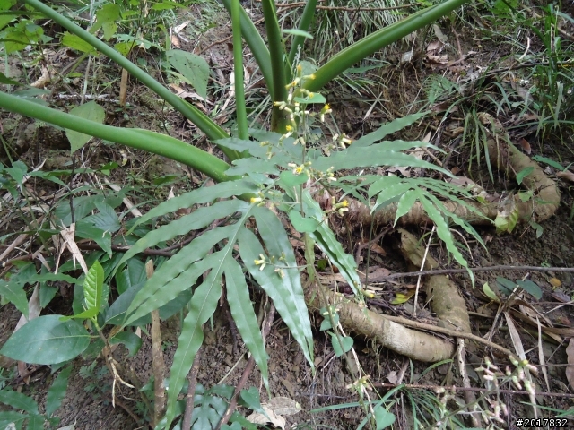 2012-3-16關仔嶺枕頭山