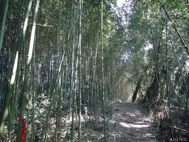 2012-3-5~3-6台21線部落之旅(麟趾山-望美山)馬奴多斯獵人古道