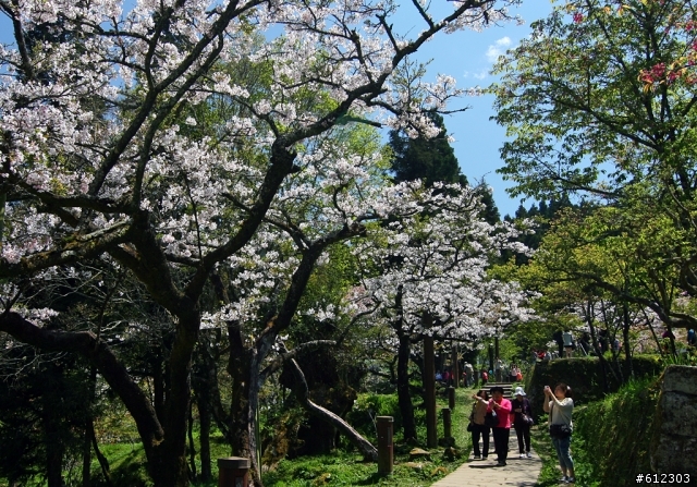 3月17~18~高雄→阿里山