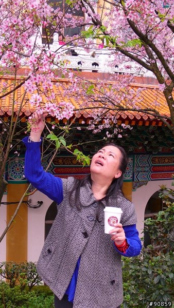 天元宮櫻花真的超美，但不知這些人是否不懂告示牌上的中文字呢???