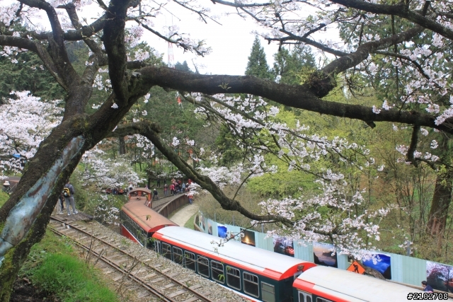 阿里山賞櫻~