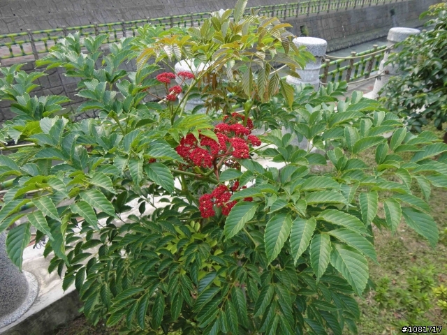 中和似乎越來越有風景區的感覺了