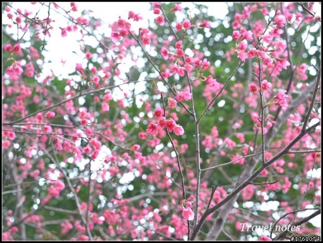 D3100櫻花手動對焦初體驗