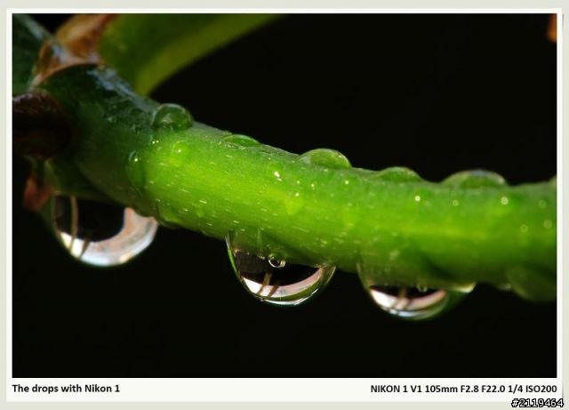 Nikon V1 微距攝影