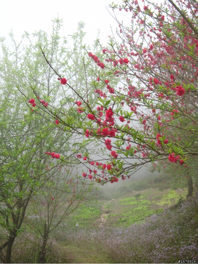 2月-屏東-瑪家鄉-桃花園(源)