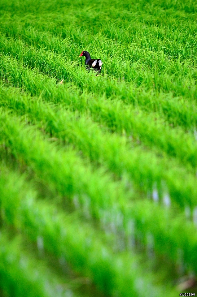 菜鳥D7000入手40天的問題及心得(有圖)
