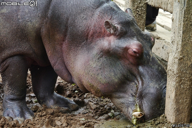[開箱文] 我的第一顆 X 鏡 Panasonic Lumix G 45-175mm X