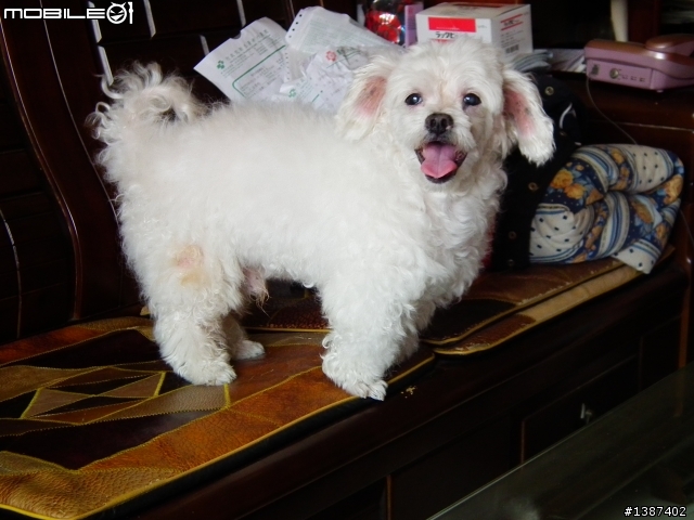 我家的瑪爾濟斯雖然老了  但是永遠是我們的愛犬