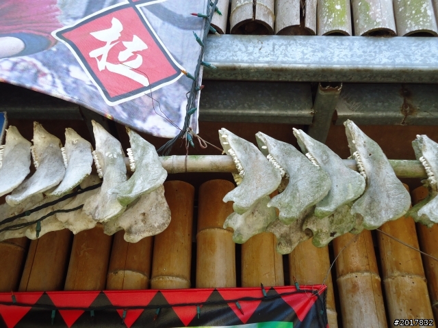 2012-3-5~3-6台21線部落之旅(麟趾山-望美山)馬奴多斯獵人古道