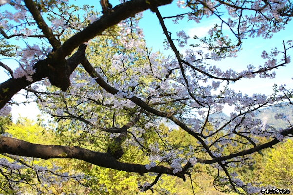 大家來賞櫻之阿里山櫻花季
