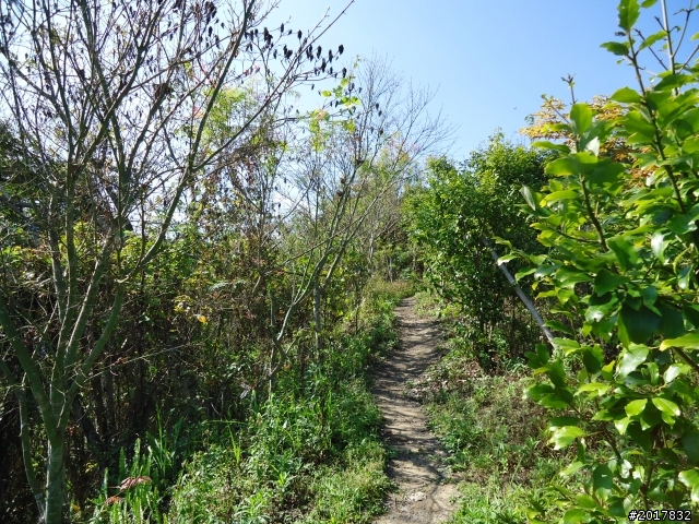 2012-3-5~3-6台21線部落之旅(麟趾山-望美山)馬奴多斯獵人古道
