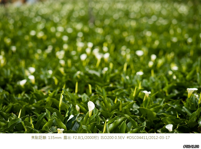 Sony DSLR-A900 陽明山的潔白盛宴-海芋與櫻花