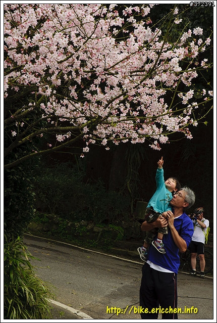 [Eric的單車日記] 紅櫻新綠 春山探秘 (天元宮滿開)