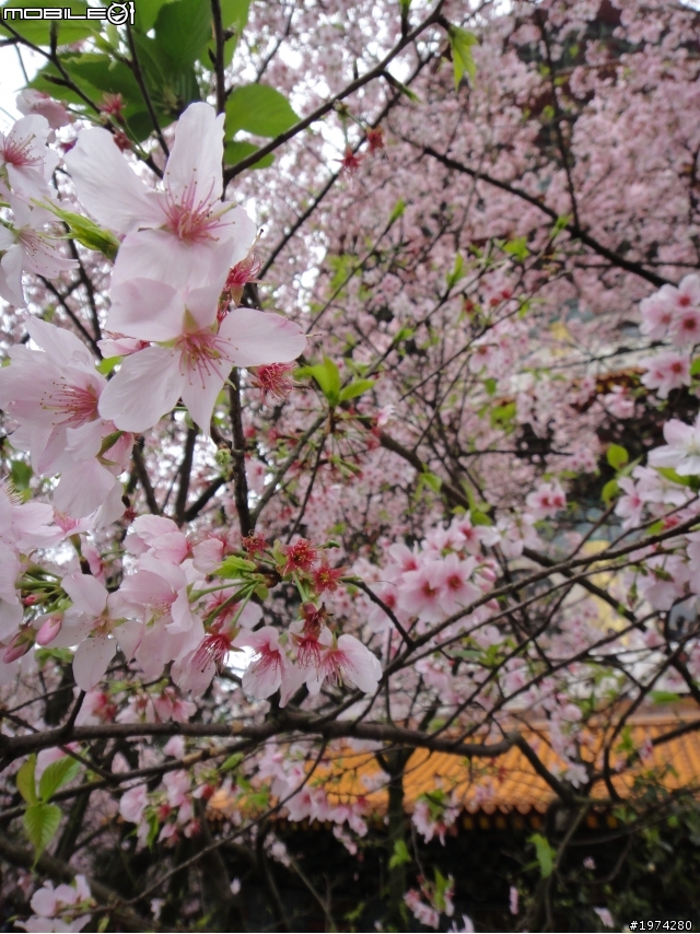 星期一人還是很多的淡水天元宮