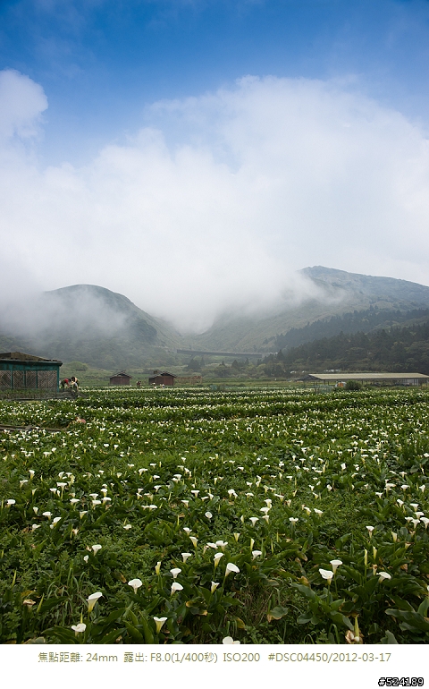 Sony DSLR-A900 陽明山的潔白盛宴-海芋與櫻花
