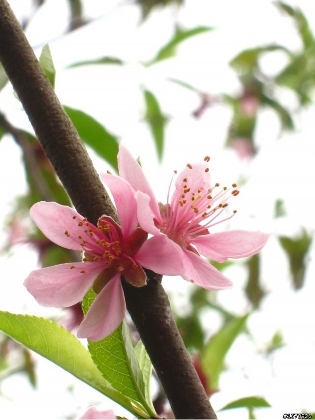2月-屏東-瑪家鄉-桃花園(源)